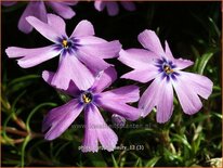 Phlox &#39;Purple Beauty&#39;