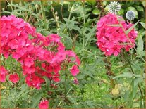 Phlox &#39;Starfire&#39;