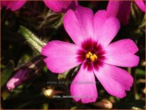 Phlox &#39;Temiskaming&#39;