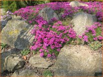 Phlox &#39;Temiskaming&#39;