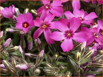 Phlox &#39;Temiskaming&#39;