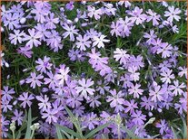 Phlox &#39;G.F. Wilson&#39;