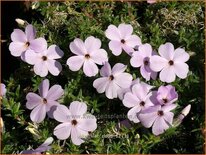 Phlox &#39;Lilac Cloud&#39;