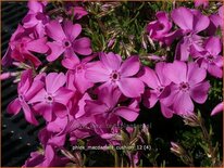 Phlox &#39;MacDaniel&#39;s Cushion&#39;