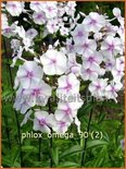 Phlox &#39;Omega&#39;