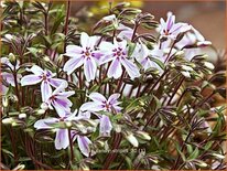 Phlox &#39;Candy Stripes&#39;