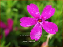 Phlox &#39;Crackerjack&#39;