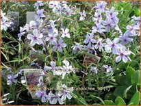 Phlox divaricata &#39;Chattahoochee&#39;