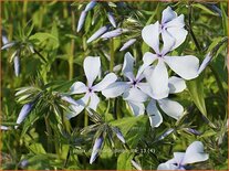 Phlox divaricata &#39;Dirigo Ice&#39;