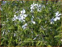 Phlox divaricata &#39;Dirigo Ice&#39;