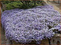 Phlox &#39;Emerald Cushion Blue&#39;