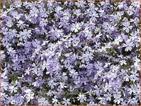 Phlox &#39;Emerald Cushion Blue&#39;