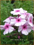 Phlox &#39;Europa&#39;