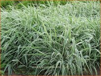 Phalaris arundinacea &#39;Picta&#39;