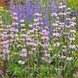 Phlomis tuberosa