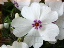 Phlox &#39;Amazing Grace&#39;