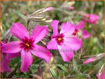 Phlox &#39;Atropurpurea&#39;