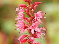 Persicaria amplexicaulis &#39;Orangofield&#39;