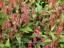 Persicaria amplexicaulis &#39;Orangofield&#39;