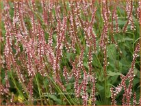 Persicaria amplexicaulis &#39;Rosea&#39;