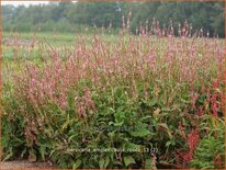 Persicaria amplexicaulis &#39;Rosea&#39;