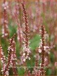 Persicaria amplexicaulis &#39;Rosea&#39;