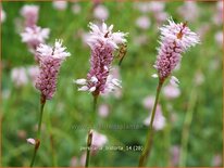 Persicaria bistorta