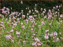 Persicaria bistorta