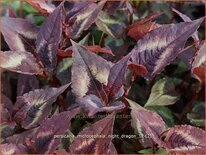 Persicaria microcephala &#39;Night Dragon&#39;