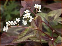 Persicaria microcephala &#39;Red Dragon&#39;