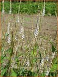 Persicaria amplexicaulis &#39;Alba&#39;