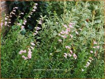 Penstemon &#39;Apple Blossom&#39;