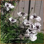 Papaver orientale &#39;Royal Wedding&#39;