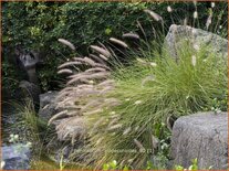 Pennisetum alopecuroides