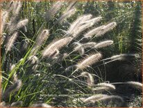 Pennisetum alopecuroides &#39;Hameln&#39;