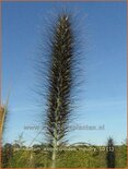 Pennisetum alopecuroides &#39;Moudry&#39;