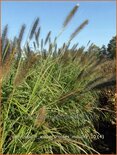 Pennisetum alopecuroides &#39;Moudry&#39;