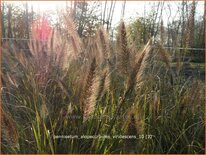 Pennisetum alopecuroides &#39;Viridescens&#39;