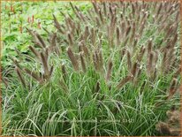 Pennisetum alopecuroides &#39;Viridescens&#39;