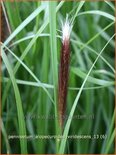 Pennisetum alopecuroides &#39;Viridescens&#39;