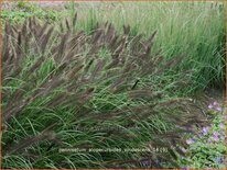 Pennisetum alopecuroides &#39;Viridescens&#39;