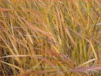 Panicum virgatum &#39;Warrior&#39;