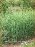 Panicum virgatum &#39;Cloud Nine&#39;