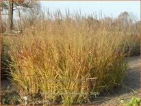 Panicum virgatum &#39;Heiliger Hain&#39;