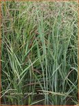 Panicum virgatum &#39;Heiliger Hain&#39;