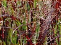 Panicum virgatum &#39;Kupferhirse&#39;