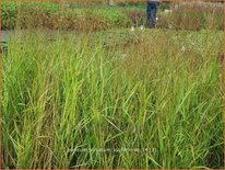 Panicum virgatum &#39;Kupferhirse&#39;