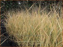 Panicum virgatum &#39;Prairie Sky&#39;