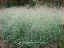 Panicum virgatum &#39;Prairie Sky&#39;