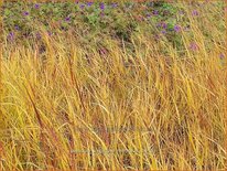 Panicum virgatum &#39;Rehbraun&#39;